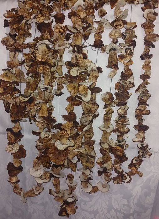 Білі сухі гриби з печі!