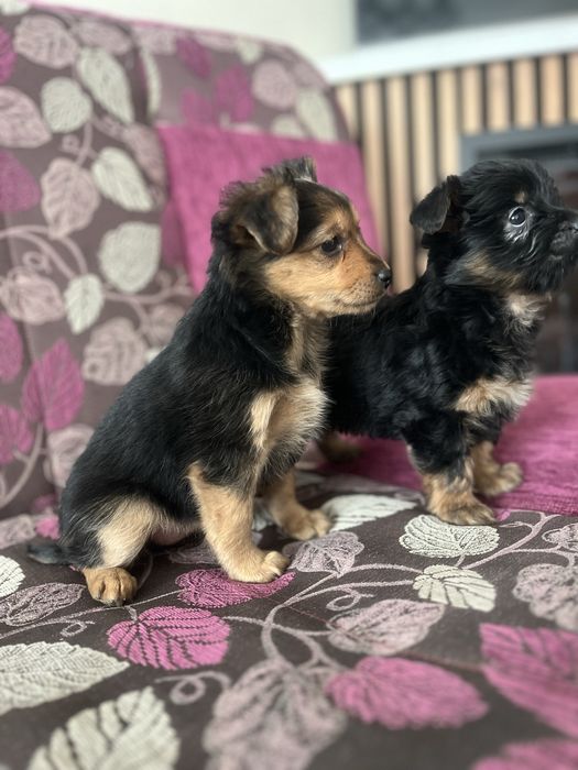 Oddam pieska w dobre ręce