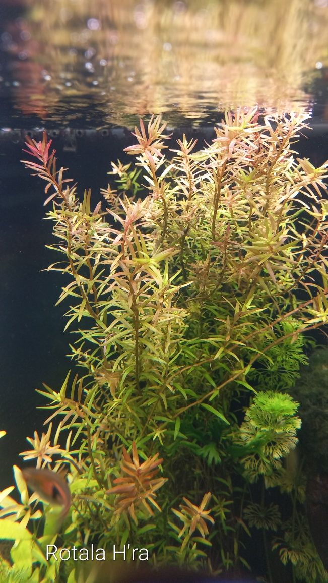 Rotala H'ra (długie łodygi) PROMOCJA!