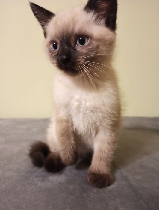 Сіамські котята!!!