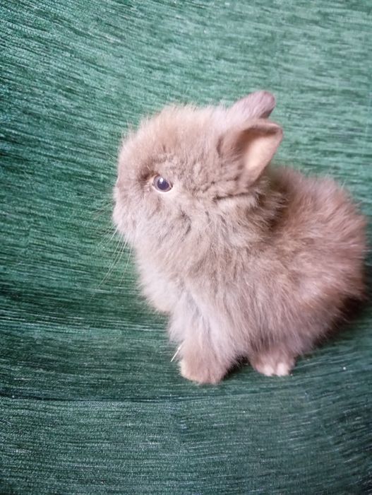 Króliczki mini lopy i karzełki Teddy