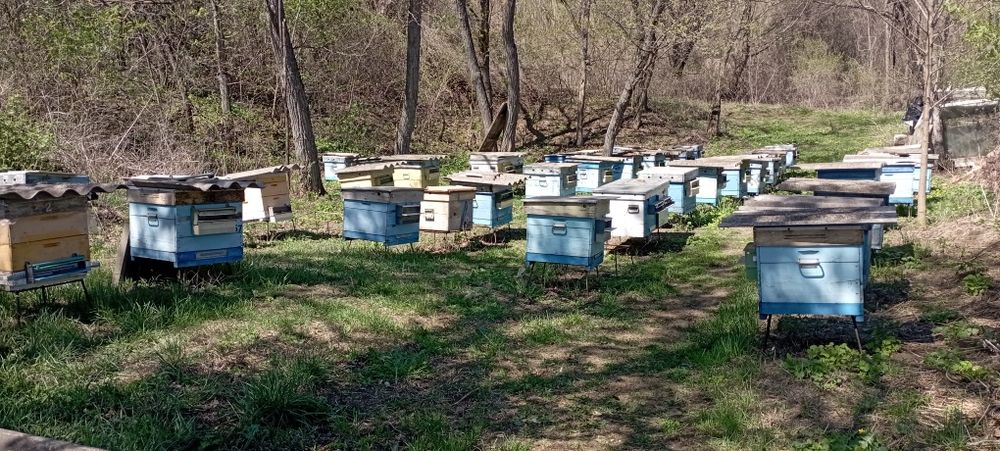 Мед різнотрав'я 160 грн/литр