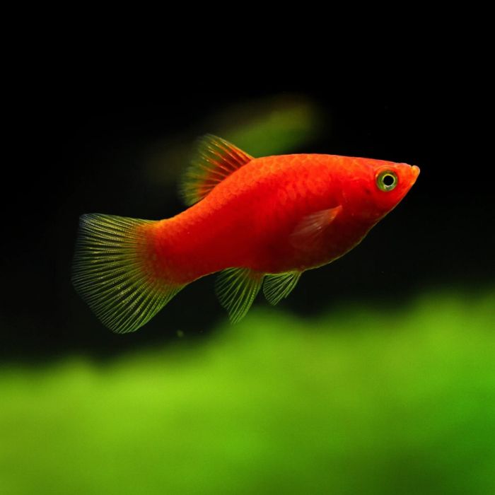 Platy red coral – criação própria | peixe saudável e alta qualidade