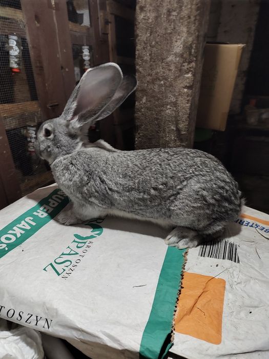 Olbrzym belgijski SZYNSZYLOWY