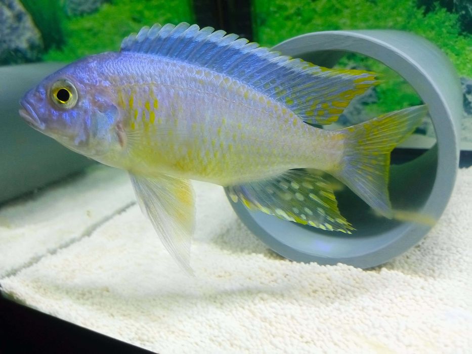 Peixe Aulonocara azureus e Heros notatus