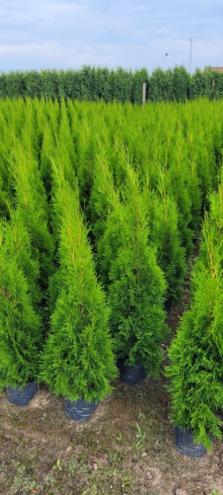 Tuja Smaragd 120 cm tuje 150 thuja 120 szmaragd laurowiśnia 110 gdańsk