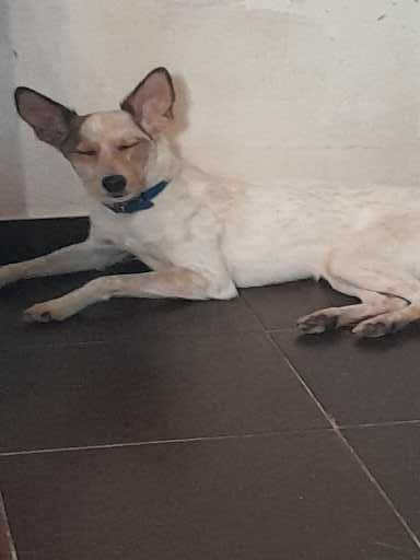 Doar cadelinha com vacinação com chip e esterilizada