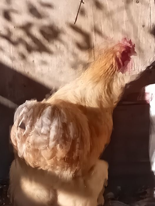 Sprzedam koguty Brahmy i pawlowskie
