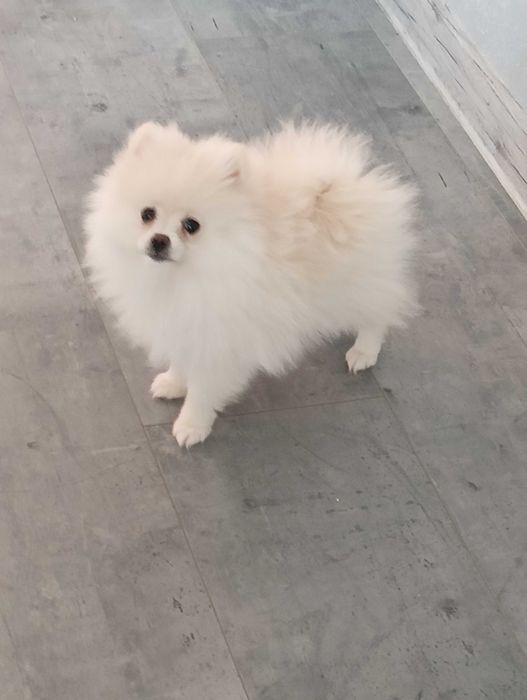 Szpic miniaturowy pomeranian
