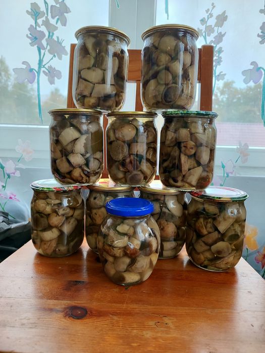 Мариновані гриби Білі Сухі гриби Грибний порошок