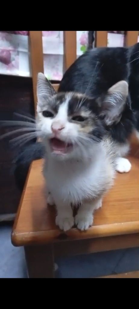 Gatinhos para adopção