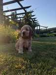 Cocker spaniel angielski - pies Albin