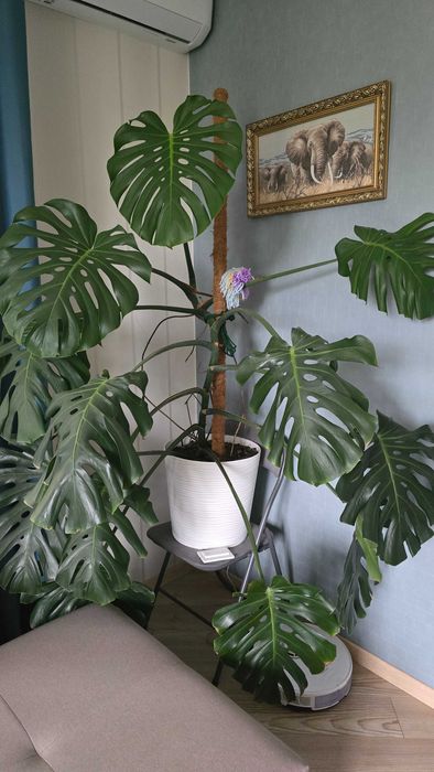 Монстера висотою 2м - 2шт