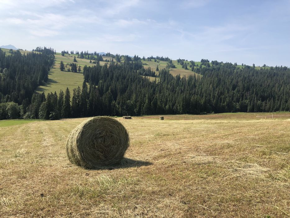 Sprzedam siano suche w belach