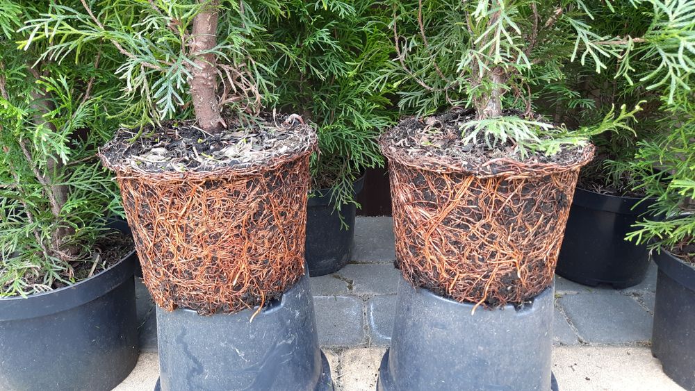 Tuja Szmaragd 100-110 cm Thuja Smaragd Transport Sadzenie