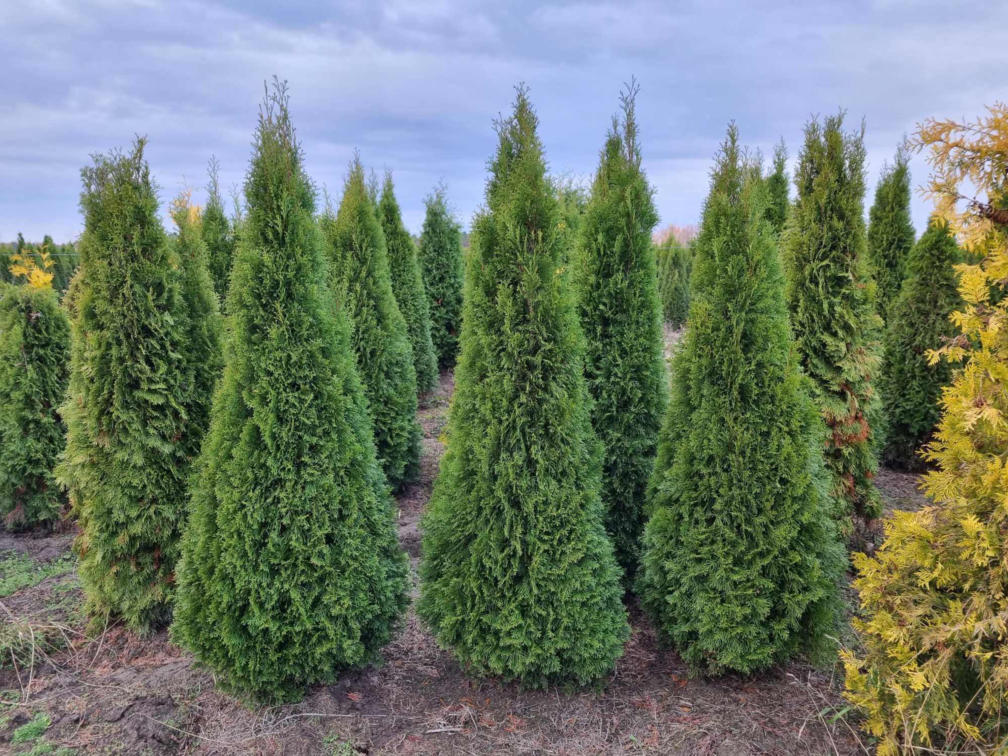 Tuja szmaragd 2,2-2,5 m, szerokie, żywotnik zachodni ,,smaragd", Thuja