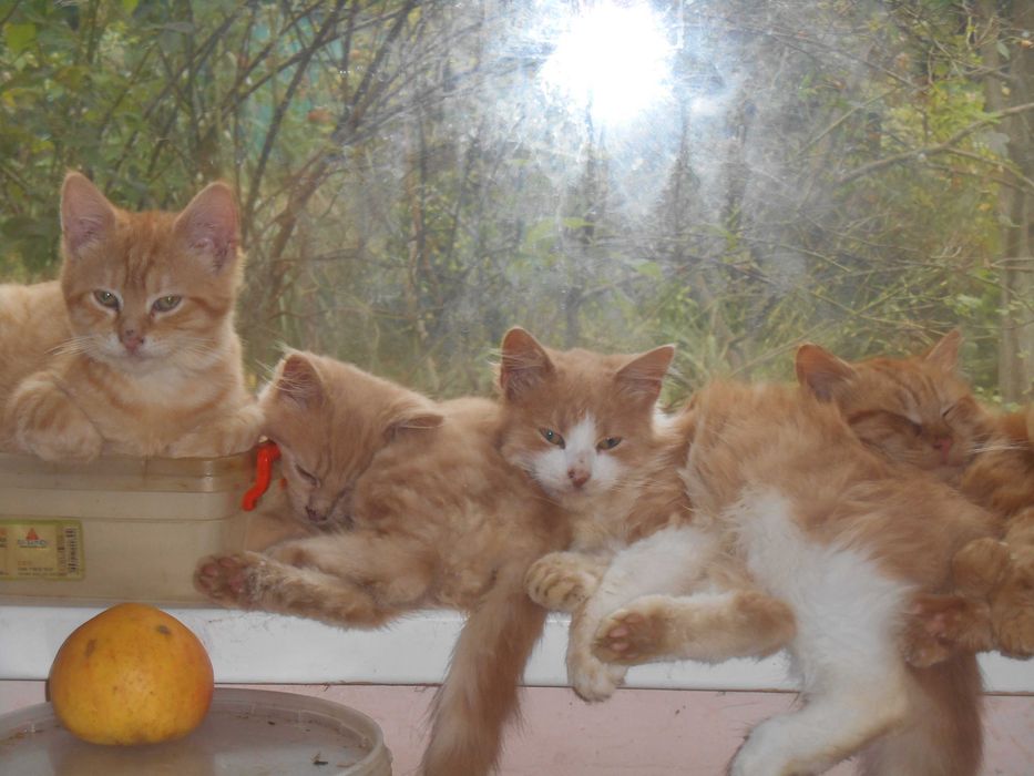 Котики білі та руді за символічною ціною