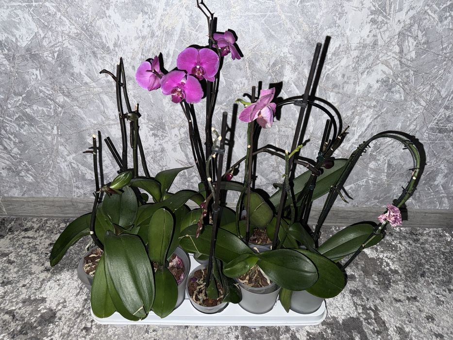 Орхідея домашня з дітками, квітоносами