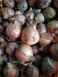 Cebula odmiana efekt