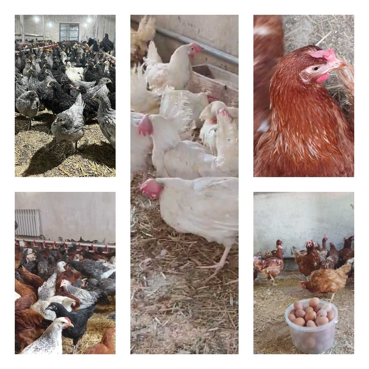 Продам кури несушки! Доставка безкоштовна. Талалаївка!