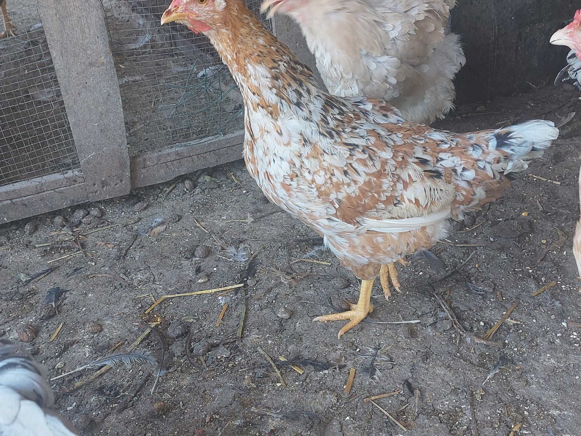 Galinhas de 6 meses a 2 anos