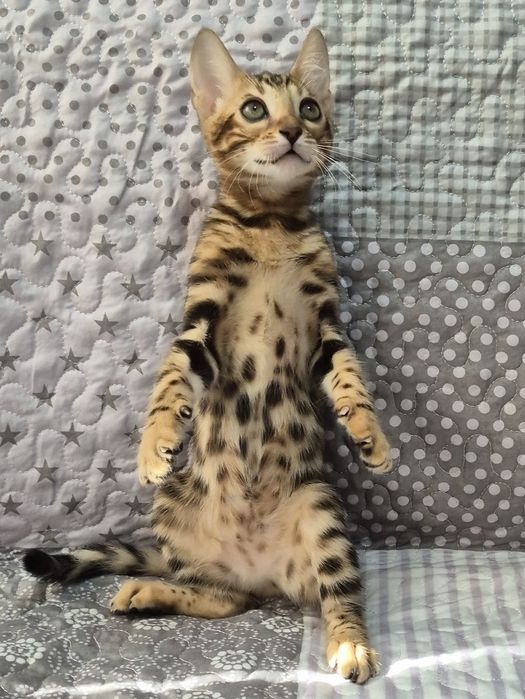 Бенгальска кішечка