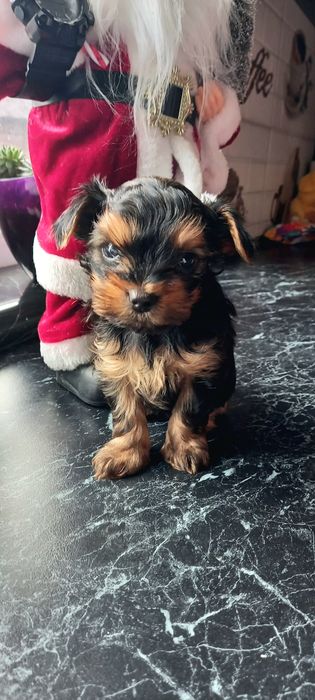 Цуценята Йоркширський тер'єр