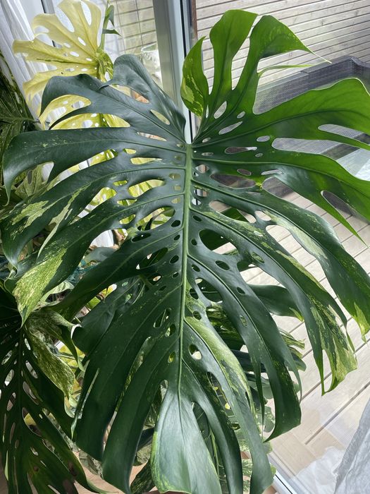Dwulistny szczyt Monstera Mint