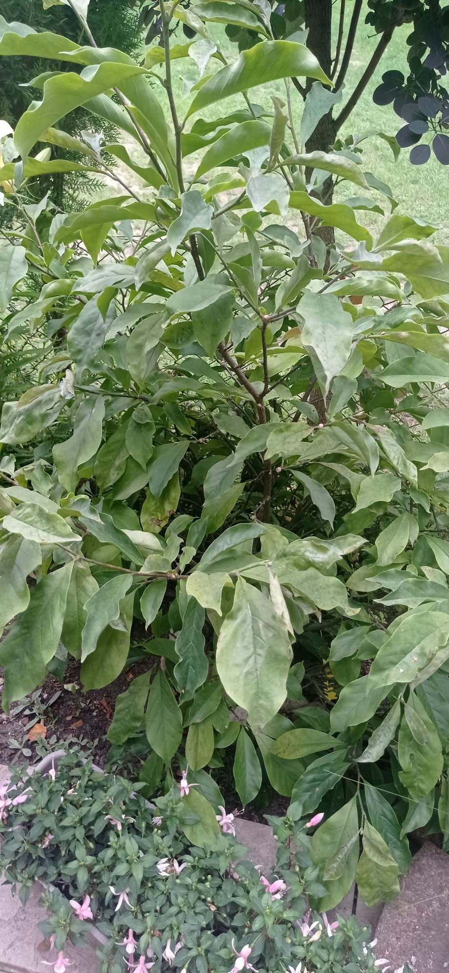 Tuja szmaragd,Magnolie