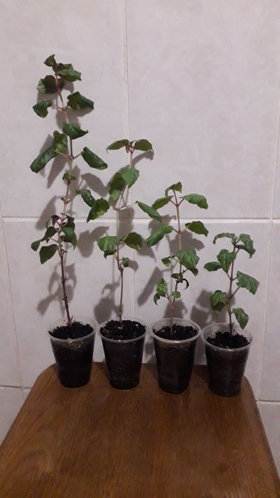 Фуксия деревовидна/легка в уході