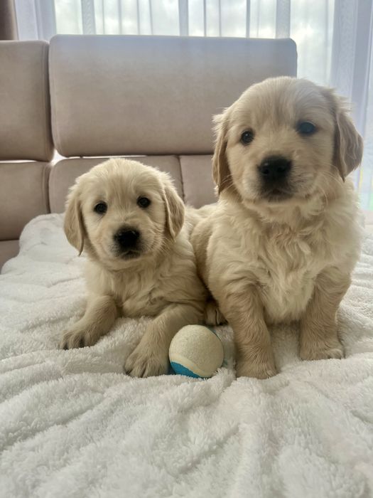 Szczenię Suczka Golden Retriever GOTOWA DO ODBIORU