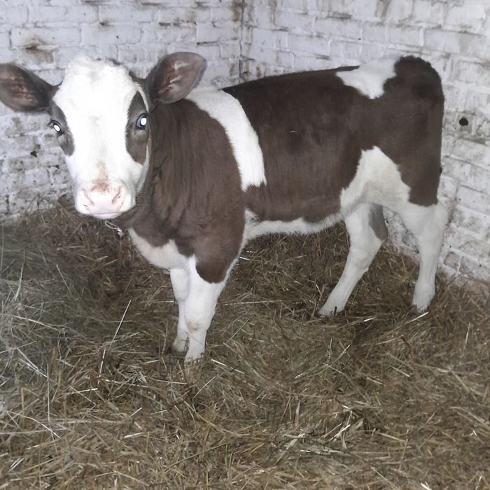 Продам теличку на корову.