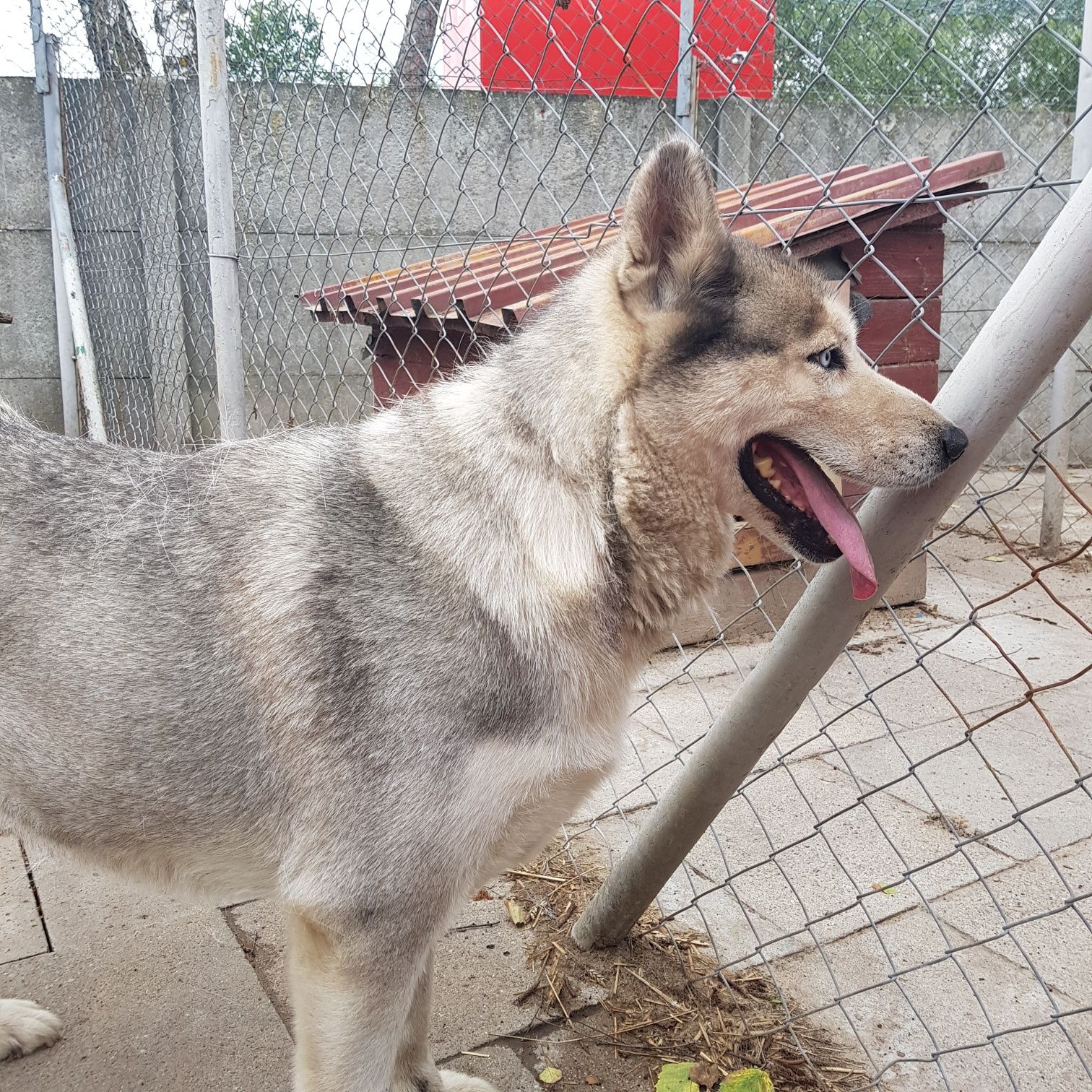 Suczka Husky znaleziono