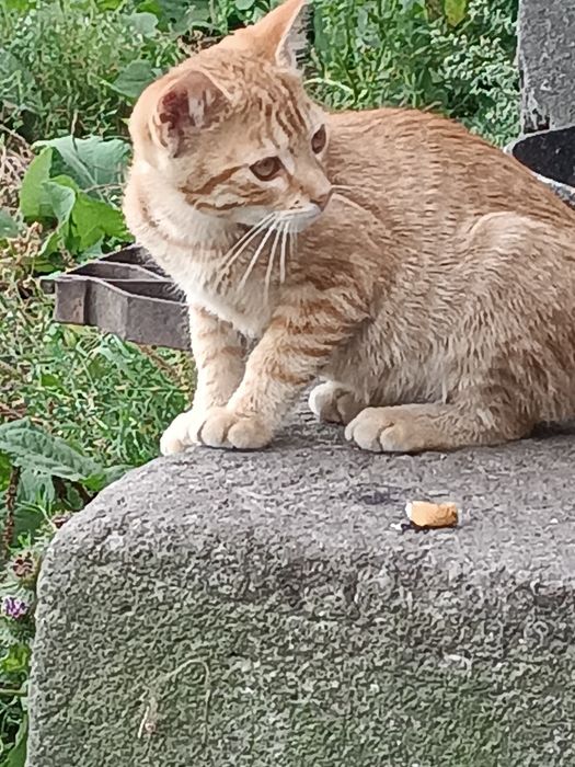 Oddam kotki w dobre ręce