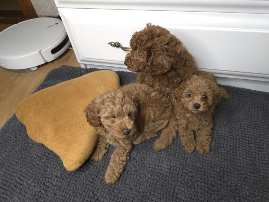 Мальтіпу цуценята — 8 тижнів | Міні-формат | Готові до переїзду!