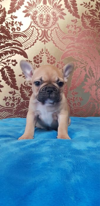 Кукляшная девочка французкий бульдог