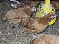 Kury nioski DUŻE Rosa Lohman Brown Leghorn Sandy młode