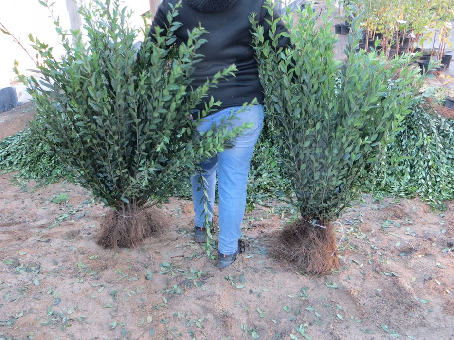 Ligustr Liguster Atrovirens - zimozielony 60-90 cm Wysyłamy Extra sort