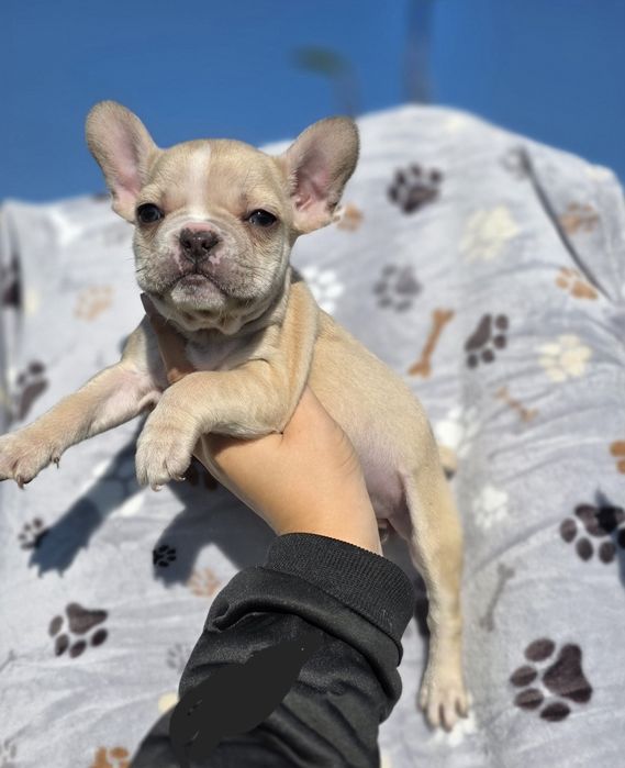 Buldogue Francês Fêmea Bege