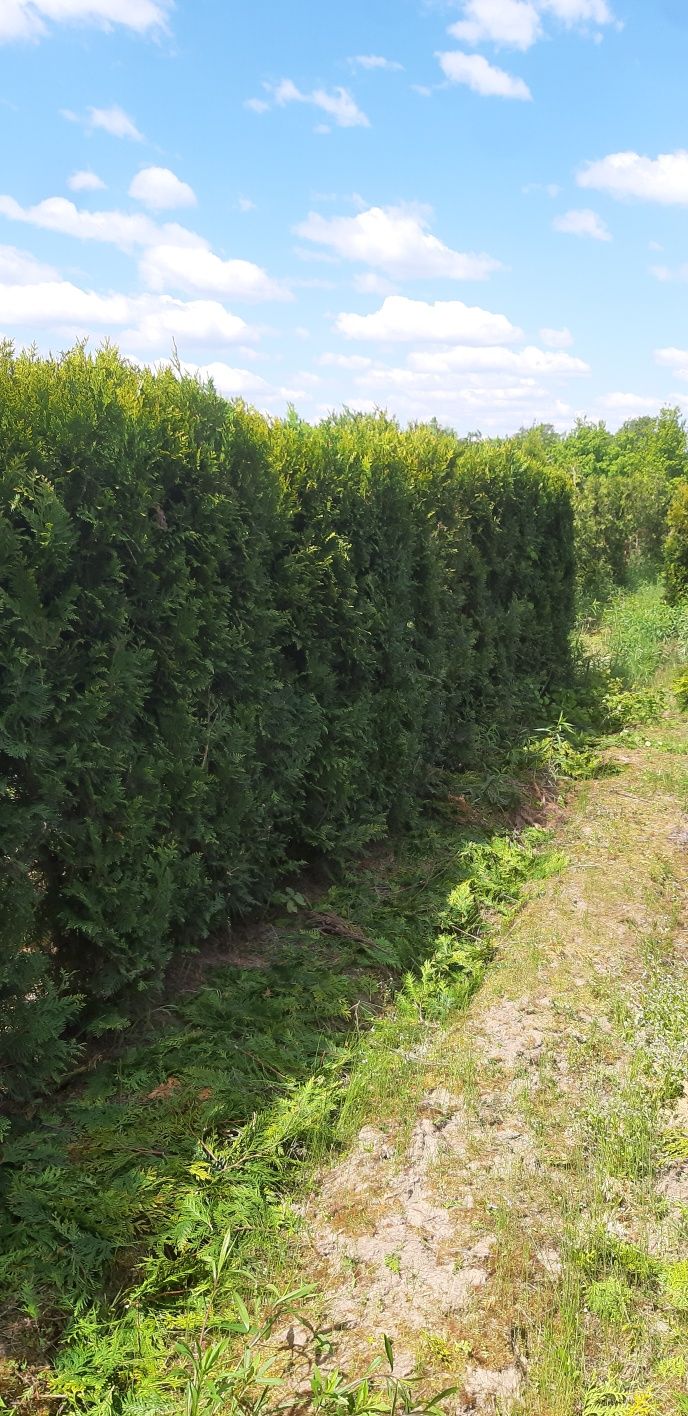 Tuja Plicata Aureospicata Kórnik wys 120 cm