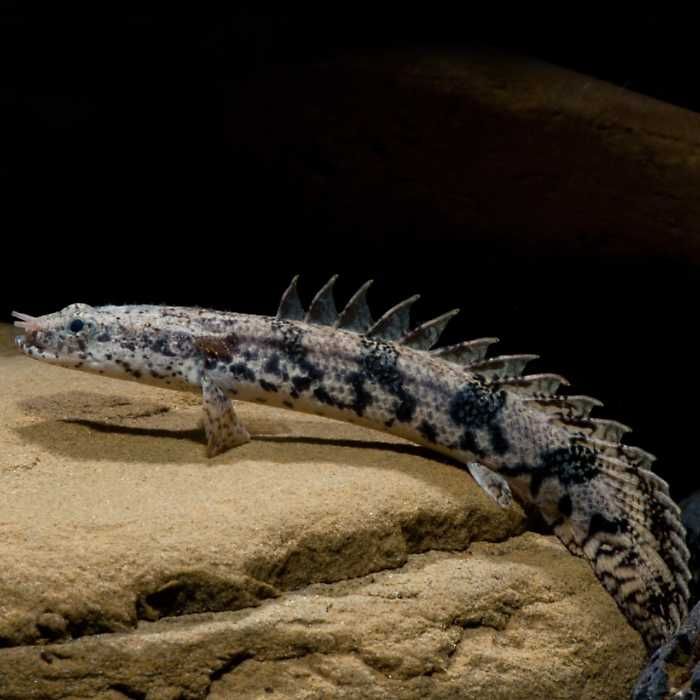 Polypterus endlicherii Wielkopłetwiec Afrykański  35-40cm. Cetarius