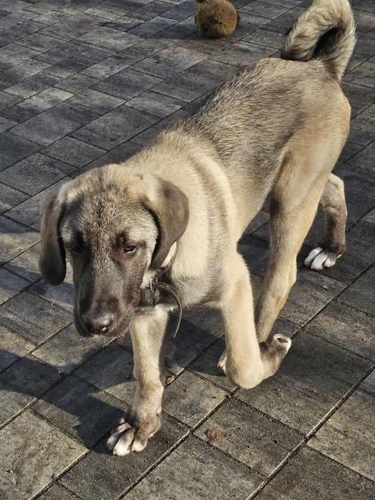 Kangal chlopiec FCI