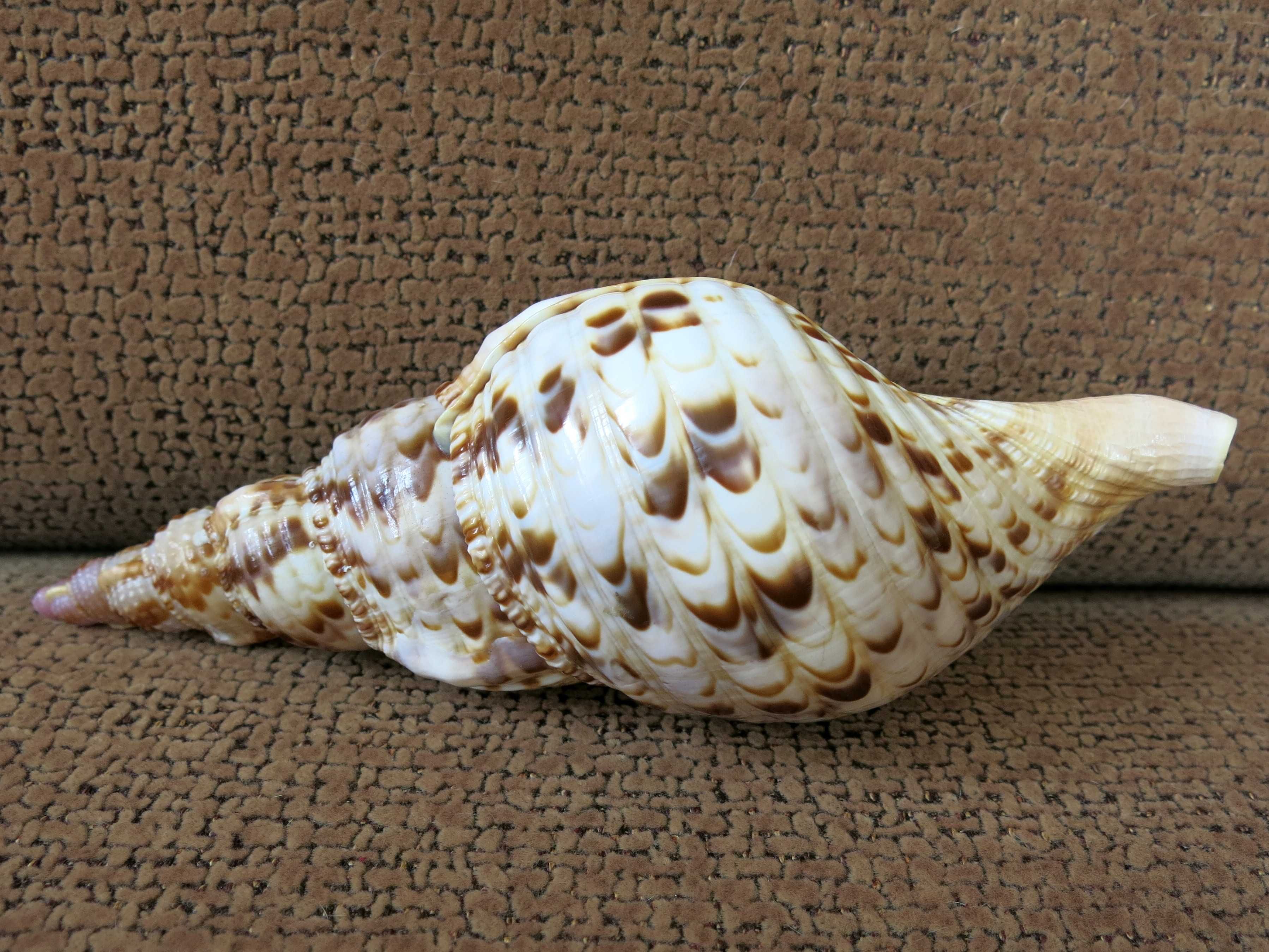 Trąba Trytona, Charonia tritonis, muszla morska 20,7 cm