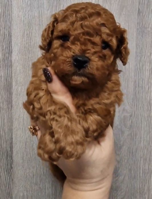 Щенки той пуделя Ред Браун