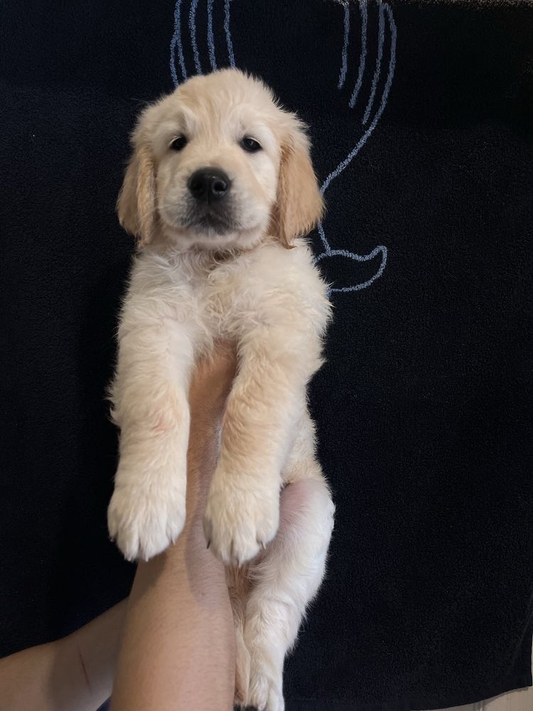 Щенки Golden Retriever. Золотистый ретривер с документами