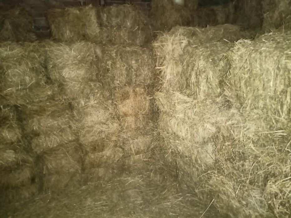 Siano w kostkach - dla zwierząt