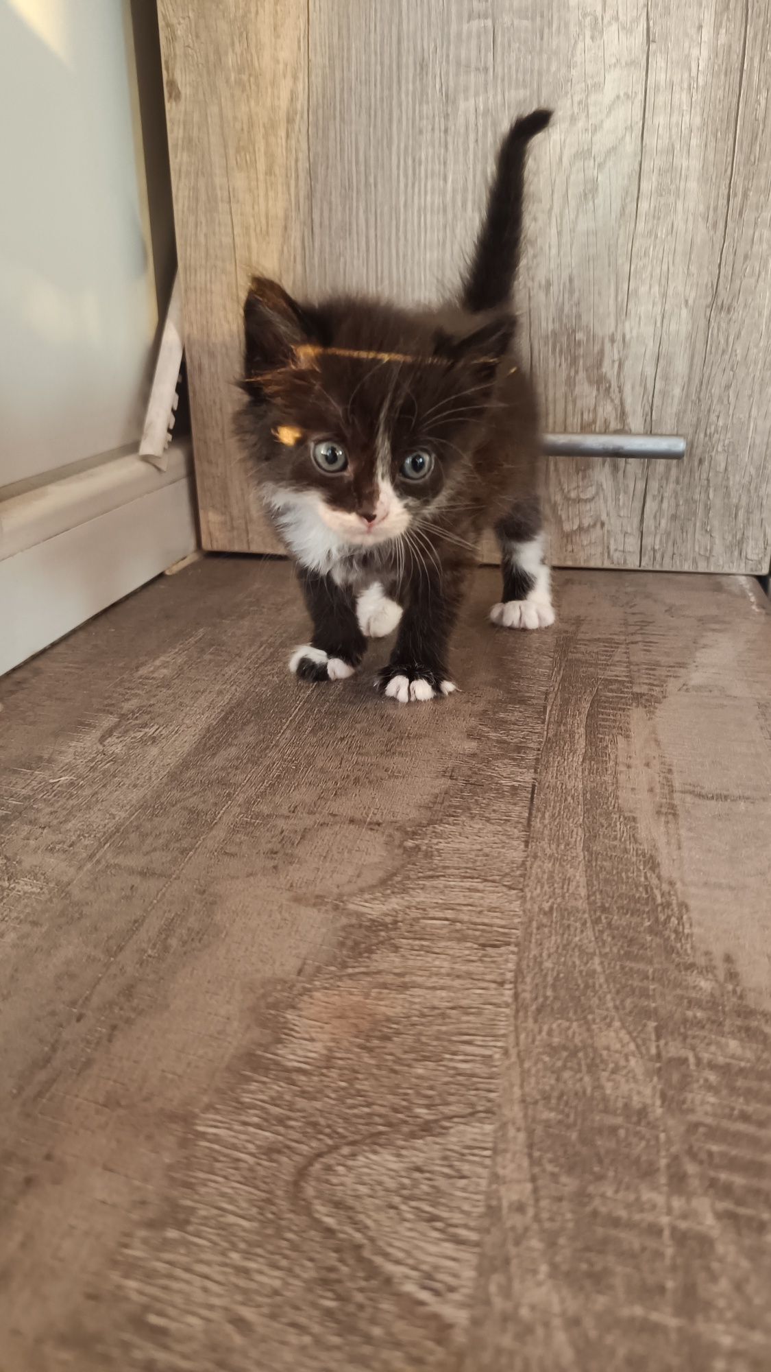 Срочно!!! Отдам котят!