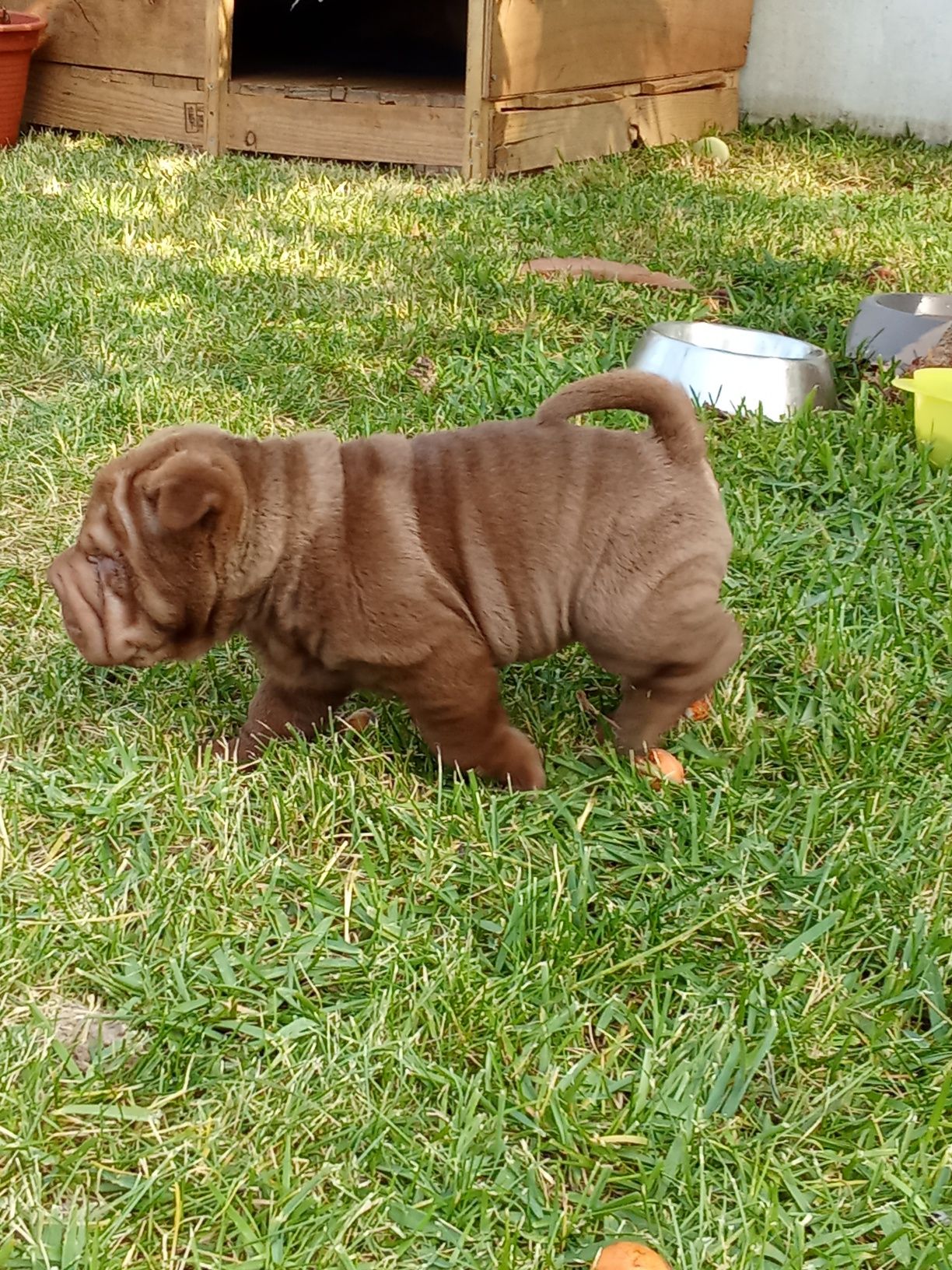 Sharpei para reserva