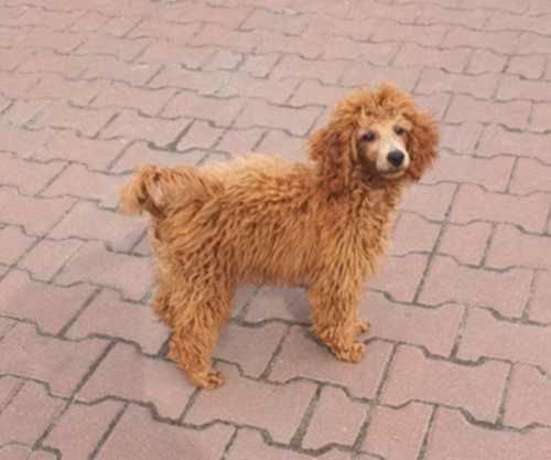 Pudel.pudelek miniaturowy red,rudy