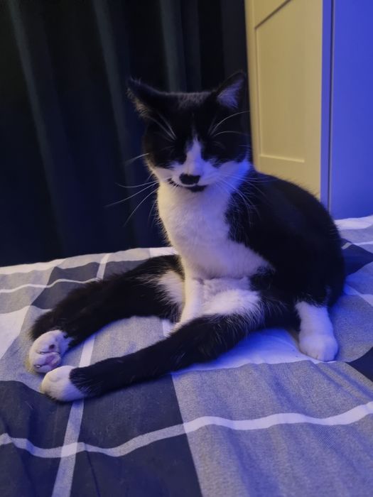 Niepełnosprawna Borówka szuka domu